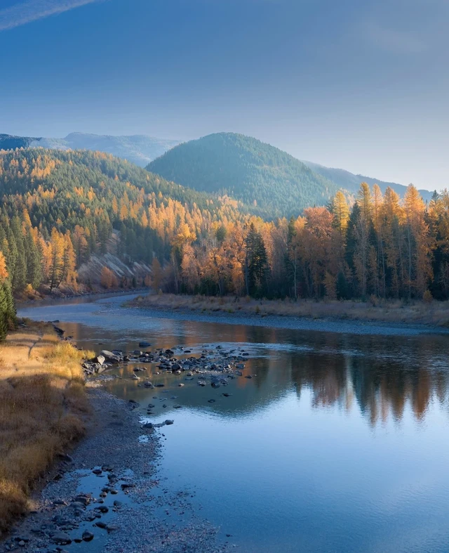 Tate Interiors Montana Interior Design Fall Foliage Aspen Trees